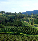 Hunter Valley Boutique Winery Tour 1