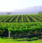 Hunter Valley Winery Tour 2